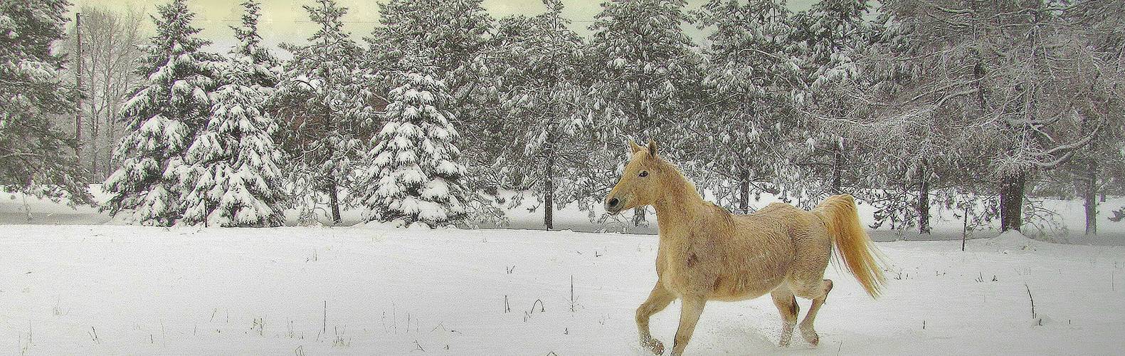 Horse in Snow Town of Oxford.jpg